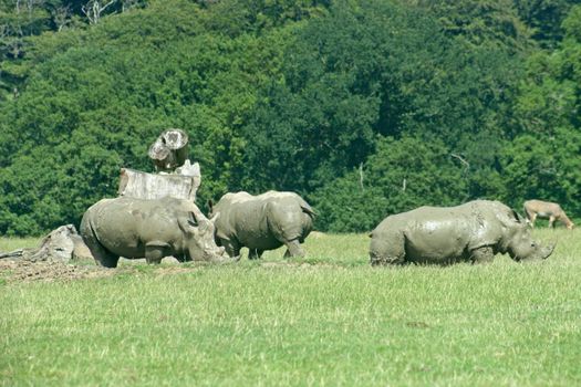 Three Rhinos are grazing on the grass