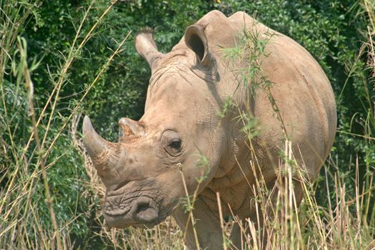 A rhino standing in amongst the vegetation