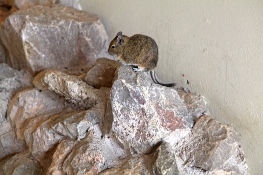 A Mongolian gerbil sitting on some rocks