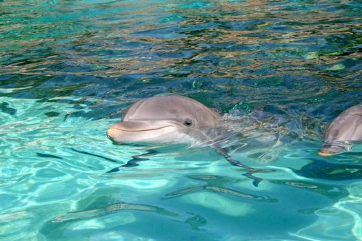 A dolphin is swimming through the water