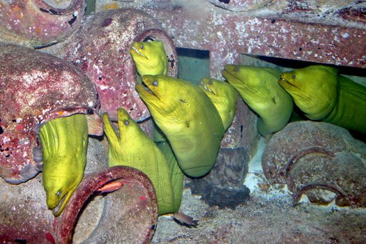 A group of yellow eels in a tank