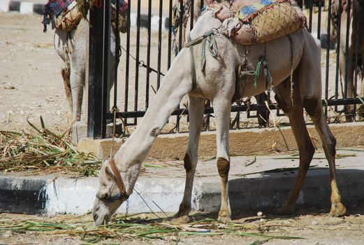 Tied to the fence dromedary eating grass in Egypt.