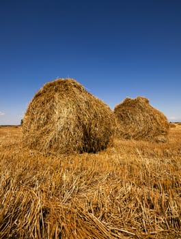  in a stack of twisted straw remains in the field after harvesting cereal