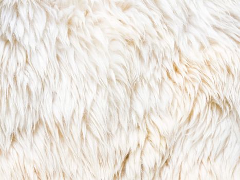 nice texture of white fur , you can use for background