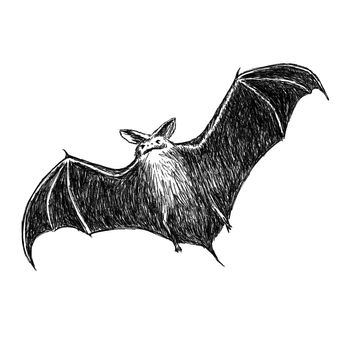 flying bat image hand drawing by black pencil on white background