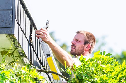 Gardener standing on a ladder in front of a house. Trimming an ivy with a hedge trimmer.