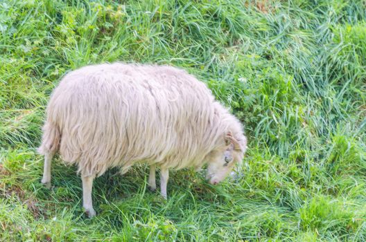 Graze sheep with horns on a green meadow at