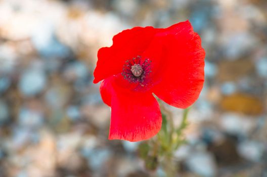Bright glowing red poppy against a blurred background.