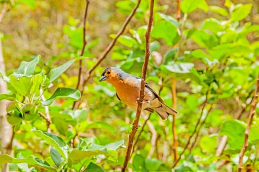Madeiran chaffinch sitting on a branch in the tree