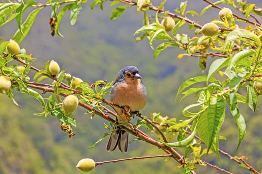 Madeiran chaffinch sitting on a branch in the tree