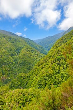 Trees in natural tropical environment