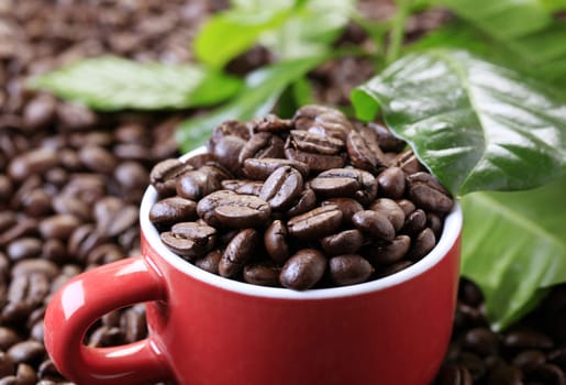 Roasted coffee beans in a red cup