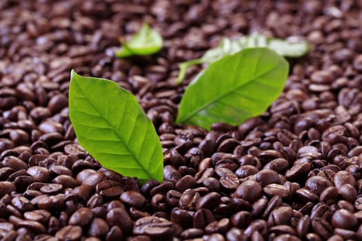 Coffee beans and fresh leaves - closeup