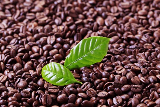 Coffee beans and fresh leaves