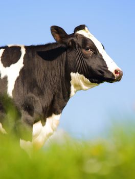 Single Holstein cow in the pasture