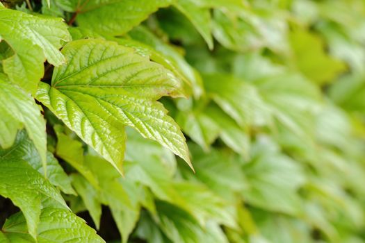 Green leaves of ivy covering the wall