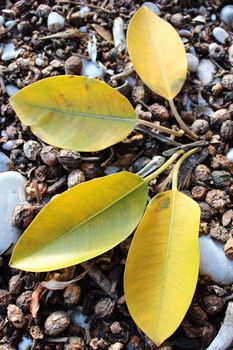 Yellow Autumn Leaves on The Ground (dried figs)