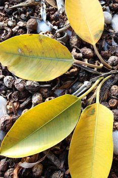 Yellow Autumn Leaves on The Ground (dried figs)