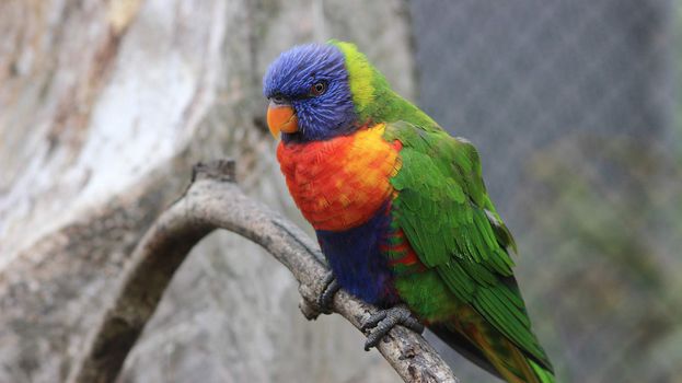 Colorful Rainbow Lorikeet Parrot perched on a Branch