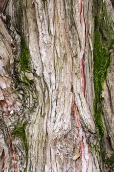 texture formed by the close up shot of the bark of an old tree