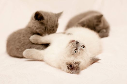 Three kittens lying on pink background
