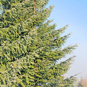 Top of fir tree against blue sky background