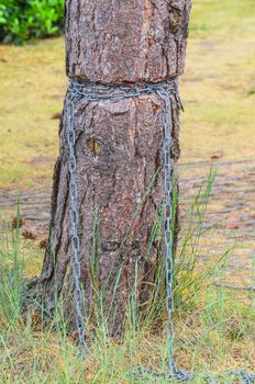 Injured Barkskin. Ingrown iron chain in a tree bark.