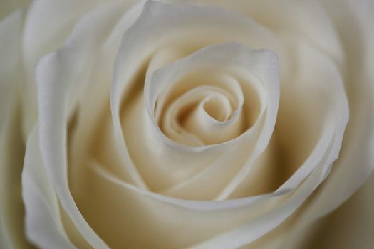 Bud of a white rose in soft tones of rose petals.