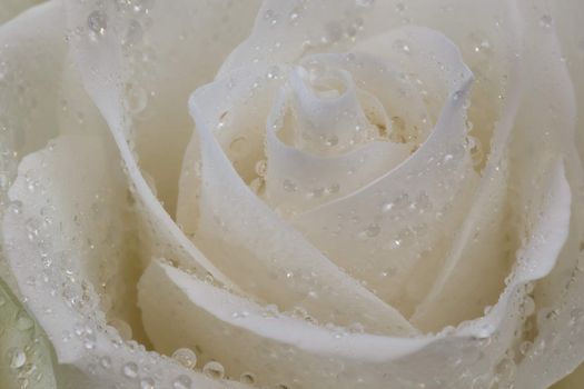 Rosebud with petals in the drops of dew, after a rain.