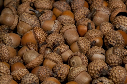 Oak acorns have fallen on the ground in the autumn forest.