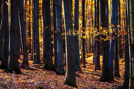 Landscape view of autumn colorful forest trees and foliage