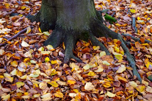 Detail of colorful autumn leaves on the ground and tree roots
