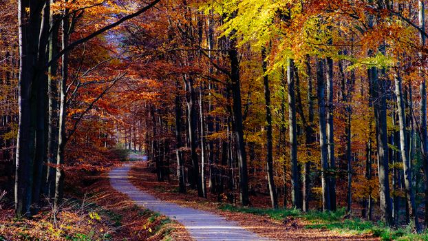 Landscape view of autumn forest colorful foliage, trees and road