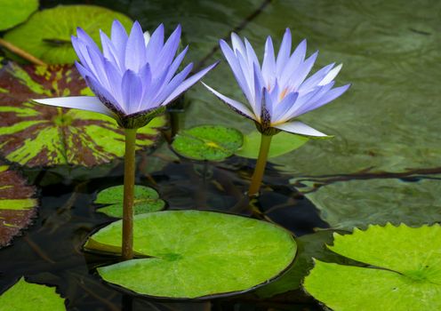 Two pastel purple water lilies in water with green foliage.
