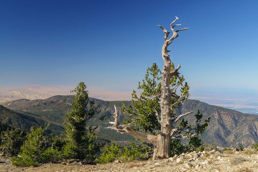 The summit of Mount Pinos at 8,847 feet (2,697 m) above sea level in southern California.