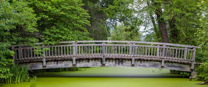 Panoramic view of wood bridge over green pond in summer.