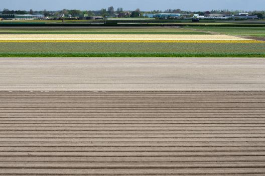 Flowerbed after harvest in Lisse, Netherlands