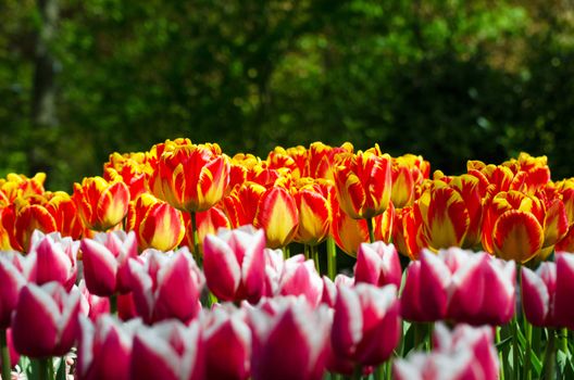 Tulip flowers in dutch spring garden Keukenhof in Netherlands