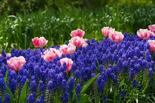 Spring flowers in Keukenhof garden, The Netherlands