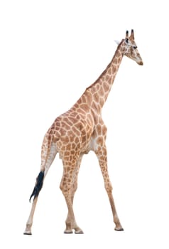 giraffe isolated on white background