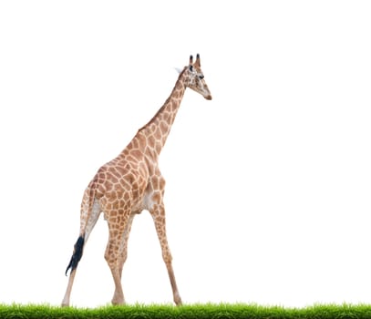 giraffe with green grass isolated on white background