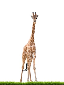 giraffe with green grass isolated on white background