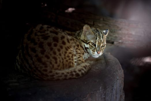 Leopard cat scientific name Prionailuru bengalensis