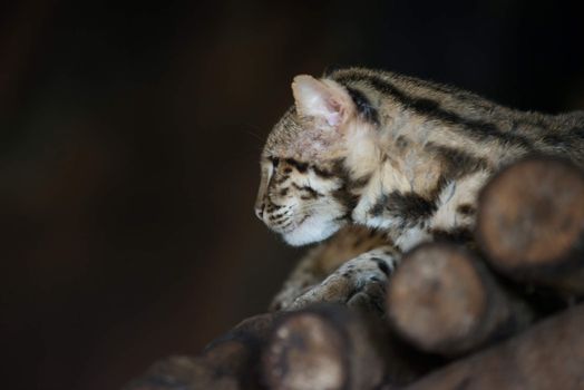 Leopard cat scientific name Prionailuru bengalensis