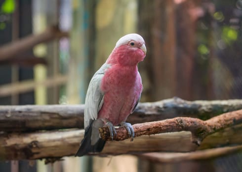 galah cockatoo scientific name (Cacatua roseicapilla)