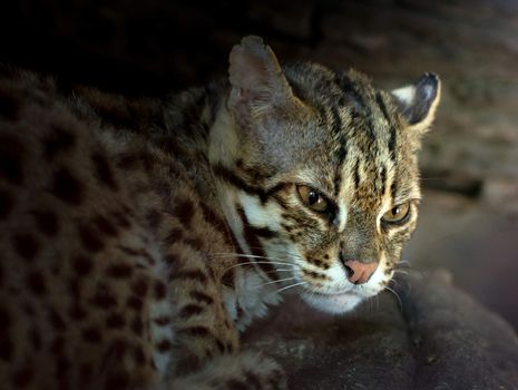 Leopard cat scientific name Prionailuru bengalensis