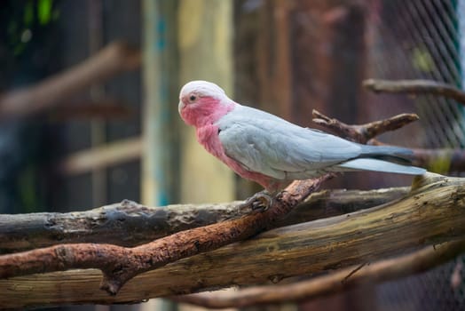 galah cockatoo scientific name (Cacatua roseicapilla)