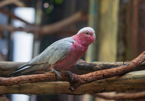 galah cockatoo scientific name (Cacatua roseicapilla)