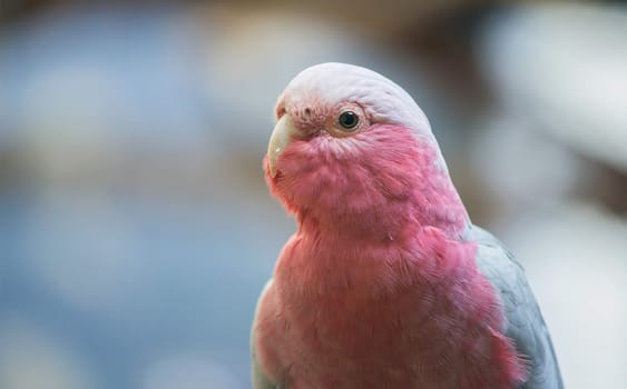 galah cockatoo scientific name (Cacatua roseicapilla)