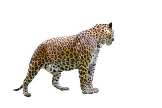 leopard ( Panthera pardus ) isolated on white background
